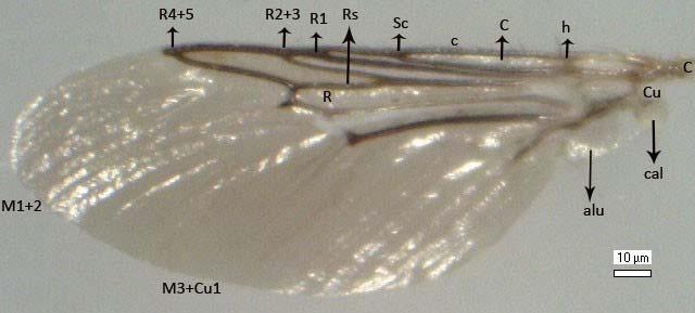 (M3+Cu1) Gambar 10 Sayap H equina pandangan ventral sel kosta (C), vena kosta (c), vena subkosta (Sc), rangka sayap melintang humerus (h), alula (alu),