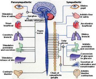kompleks dan juga membentuk ganglion. Urat saraf yang terdapat pada pangkal ganglion disebut urat saraf pra ganglion dan yang berada pada ujung ganglion disebut urat saraf post ganglion.