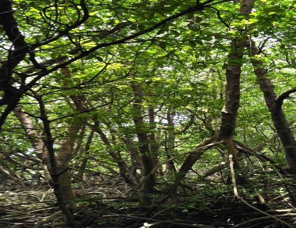 53 tanaman mangrove berukuran besar (berdiameter 60-85 cm), 14 tanaman mangrove berukuran sedang (berdiameter 15-25 cm) dan 17 tanaman mangrove berukuran kecil (berdiameter <10 cm) memiliki nilai
