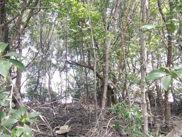 Adapun kondisi eksisting mangrove pada Gambar 4 berikut. Gambar 4. Kondisi Eksisting kerapatan mangrove.