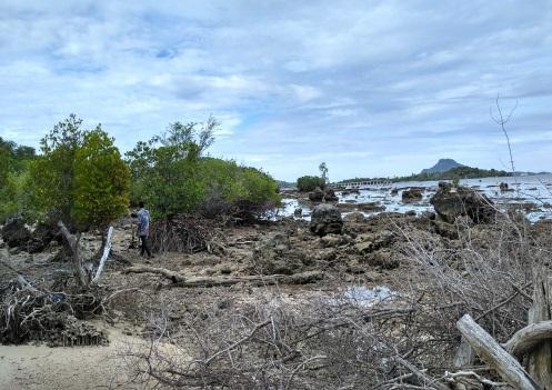 yang pernah tumbuh di sepanjang pesisir pantai Desa Bakauheni. Kerusakan mangrove di sepanjang pesisir pantai Desa Bakauheni diakibatkan faktor alam dan faktor sosial.