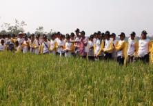 Kegiatan dalam kawasan : Produksi benih VUB padi (30 ha) didukung teknologi antara lain benih VUB Padi kelas SS (Situbagendit, Inpari 30, Inpari, 32, dan lain-lain),