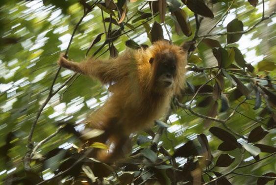 Mengapa Orangutan Tapanuli terancam dan apakah hutan mereka terlindungi? Orangutan bereproduksi secara lambat dengan jangka waktu 8 hingga 9 tahun antar kelahiran.