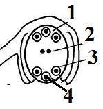 C. 3-2 - 5-4 - 1 D. 3-5 - 1-2 - 4 E. 3-5 - 2-1 4 32. Perhatikan gambar berikut ini : Antipoda dan sinergida secara berurutan adalah A. 1-3 B. 1-4 C. 2-3 D. 2-4 E. 3-4 33.