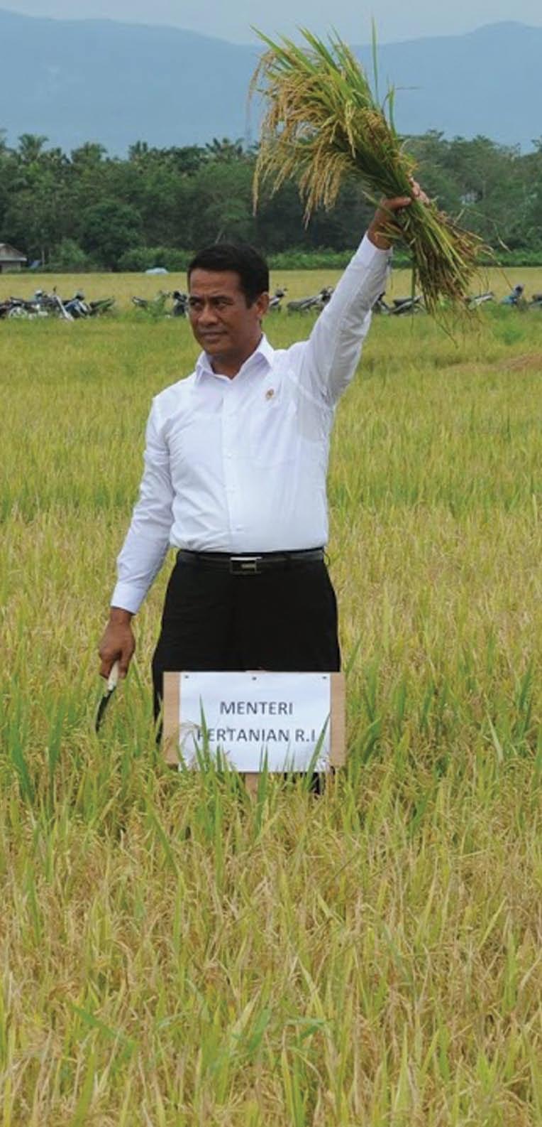 POSISI PADI INDONESIA DI DUNIA Agustus 2016, Badan Litbang Pertanian memasuki usia 42 tahun. Selama kurun waktu itu, benih unggul padi merupakan salah satu karya teknologi andalan.