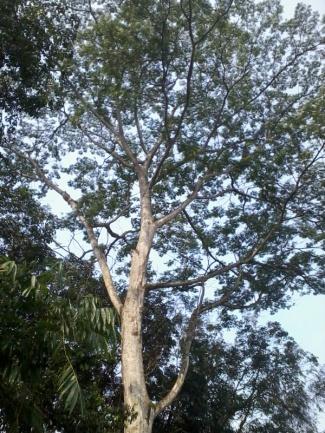 18-h Salam Syzygium polyanthum 70