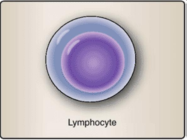 Limfosit T Limfosit diproduksi di bone marrow dan mengalami maturasi di thymus Berperan vital dalam imunitas adaptif Ada beberapa tipe limfosit Limfosit T Helper, aktivasi