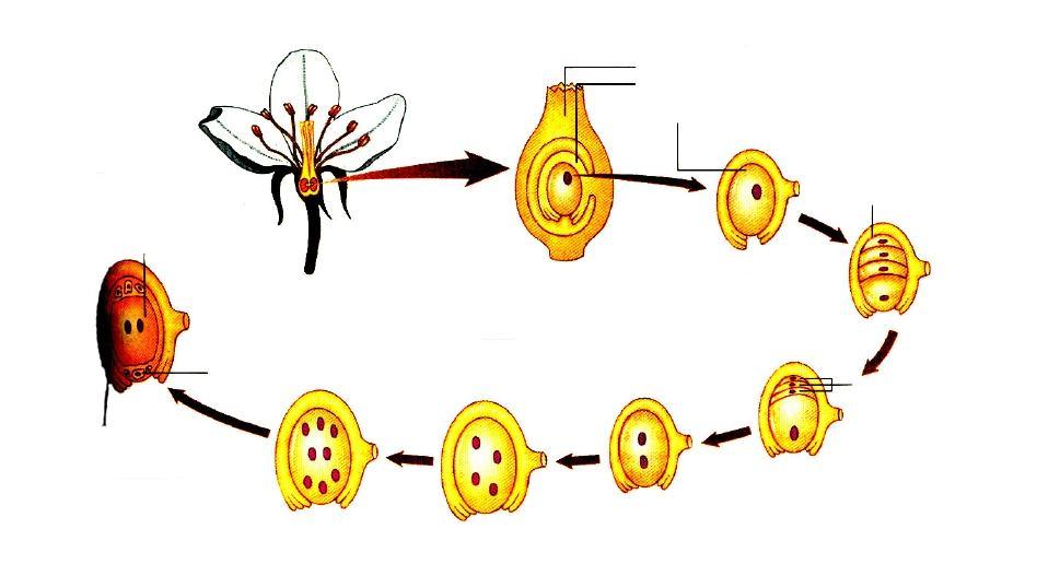 Pembentukan Gamet Betina Pada Angiospermae Gamet betina dibentuk di dalam bakal biji (ovule) atau kantung lembaga. Pada bagian ini terdapat sel induk megaspora (sel induk kantug lembaga) yang diploid.