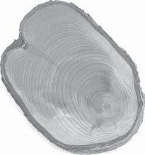 Info Latihan 3 Mencari Umur Pohon Sumber: Ensiklopedia Matematika dan Peradaban Manusia Batang pohon yang diiris melintang Setiap tahun, seiring pohon tumbuh, batangnya membesar dalam