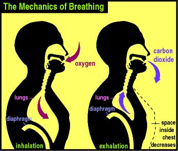 VENTILASI Efektivitas mekanisme ventilasi paru dipengaruhi oleh beberapa faktor: 1. konsentrasi oksigen atmosfer 2. kondisi jalan nafas 3.