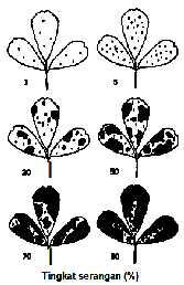 Gambar 11. Standar diagram black stem oleh Phoma medicaginis pada alfalfa (gejala pada daun) (James, 1971). Gambar 12. Standar diagram common leaf spo