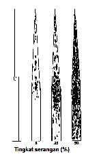 Gambar 5. Standar diagram blotch daun gandum (Septoria nodorum) (James, 1971).