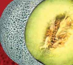 Varietas melon ini berbentuk oval dan berwarna putih-hijau dengan keunggulan bobot buah 1,6-2kg/buah, jala kulit cantik dengan ketebalan sedang (88-90%), jala berbentuk lurus membujur dan melintang