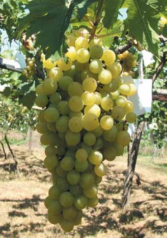 Anggur varietas Jestro AG 86 ini cocok sekali bila dikembangkan oleh pelaku industri pertanian karena buah anggur ini cukup diminati