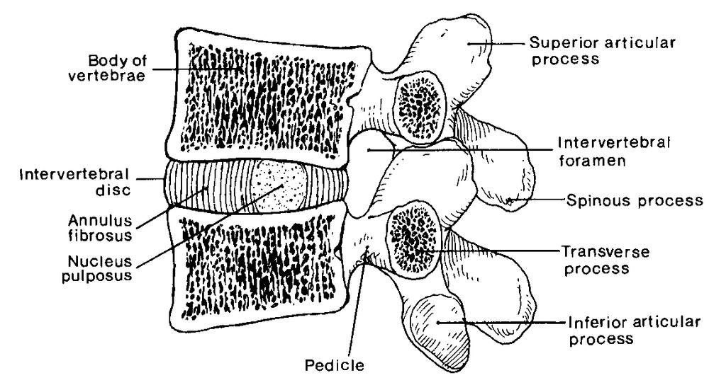 2 Tiap ruas tulang belakang dinamai dengan kode tertentu. Ruas tulang leher (cervical) paling atas disebut dengan C1, kemudian ruas bawahnya disebut C2, dan seterusnya hingga C7.