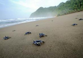 Pantai papuma adalah pantai yang sangat eksotik bila dibandingkan dengan pantai pantai yang ada di Jawa Timur, karena memiliki keindahan pantai dan laut yang menawan dengan pantai yang hijau kebiruan.