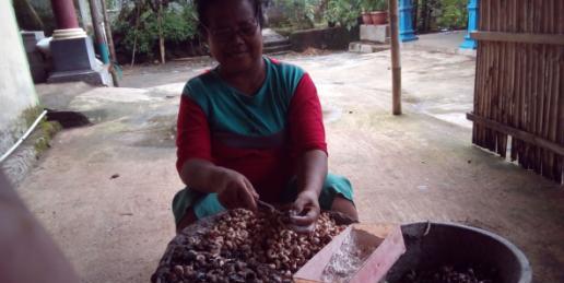 1 Kacang Mete Desa Rejosari merupakan daerah yang cukup potensial dalam budi daya tanaman jambu mete.