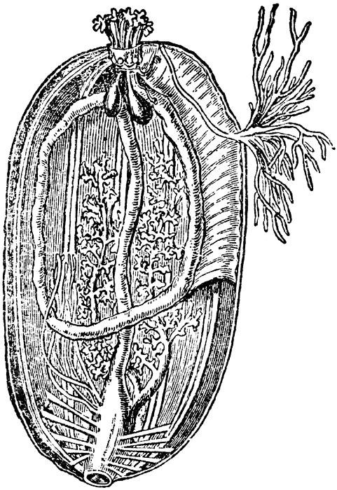 gonad teripang dan bermuara pada gonoduct yang terletak di mesenterium dorsal,