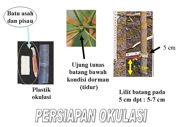 Okulasi Cokelat Okulasi Cokelat Pada Tanaman Karet Oleh : Elly Sarnis Pukesmawati, SP.