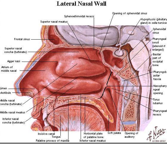 Gambar 2.4. Anatomi Hidung (Netter, 2011) 2.3. Anatomi Pembuluh Darah Hidung Hidung diperdarahi oleh arteri karotis interna dan arteri karotis eksterna.