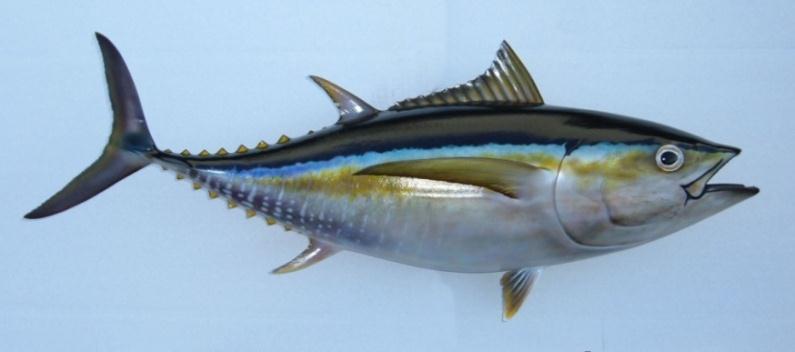 Karakter: Ukuran Tuna yang baik dan perlawanan yang setara dengan ukurannya. Gambar 3 : Tuna Mata Besar (Sumber: http://id.wikipedia.