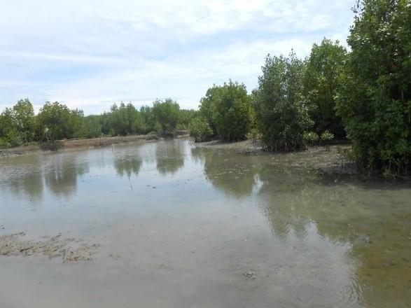 Sedangkan zona berair payau terdapat disebagian Gampong Jawa. Mangrove yang terdapat di zona berair payau ekosistem mangrove tumbuh secara alami dibuktikan dengan tumbuhnya Nypa sp, Avicennia spp.