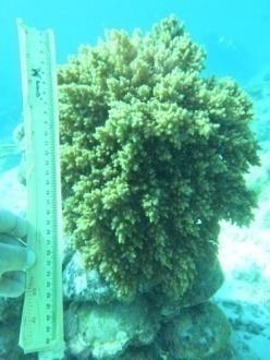Anakan karang atau juvenil yang ditemukan pada stasiun 3 tersebut terdapat 2 buah rekuitmen dengan ukuran yang berbeda yang diantara 2 cm dan 4 cm.