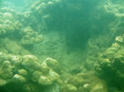50 Hasil foto bawah air kondisi terumbu karang di