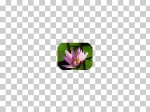 Dengan gambar Water lilies.jpg, kita membuat selection seperti pada gambar 4.22A (halaman 13) 2. Buka menu Select > Modify > Smooth.. diisi sample radius dengan nilai 20.