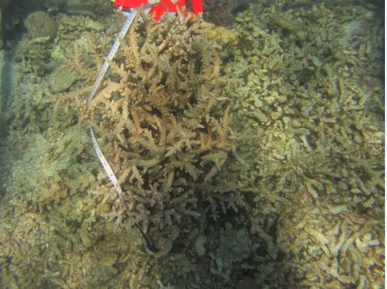 Acropora kedua, Gambar 7b adalah dimensi karang di dalam