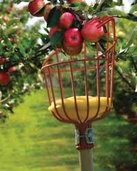 Pemanenan Dalam pemanenan buah-buahan terdapat beberapa hal yang menjadi perhatian yaitu, waktu panen, metode pemanenan dan kualitas pemanenan karena umumnya buah-buahan yang dipanen diharapkan