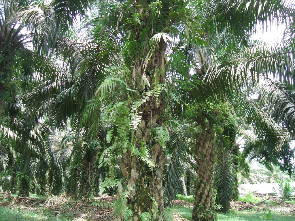 Pohon kelapa sawit mampu meningkatkan kesejahteraan petani yang pernah mengikuti program pemerintah PIR-Trans (Perkebunan Inti Rakyat-Transmigrasi) penerima dana KLBI saat itu yang berinisiatif untuk