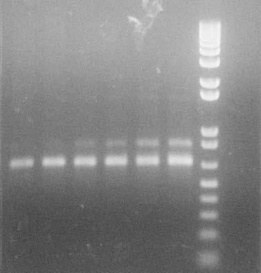 Sampel DNA daun, bunga, dan buah normal dan abnormal dengan primer OPA 6 dan OPA 7.