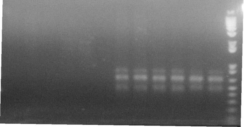 Sampel DNA daun, bunga, dan buah normal dan abnormal dengan primer OPB 3. 1 2 3 4 5 6 M M 1 2 3 4 5 6 g.