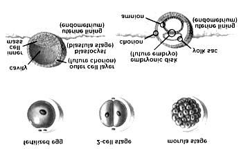 Dalam pertumbuhannya, blastula kemudian akan membentuk 2 jaringan yaitu embrioblast ( inner cell mass ) dan tropoblast. Zona pelucida dan polosit keduanya akan hancur.