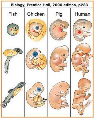 Embriologi perbandingan Embrio hewan bersel banyak mengalami kesamaan perkembangan embrio.