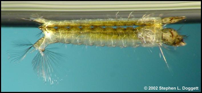 47 Anopheles dengan nyamuk yang lainnya, larva anopheles tidak mempunyai saluran pernapasan, sehingga posisi badan sejajar dengan permukaan air.