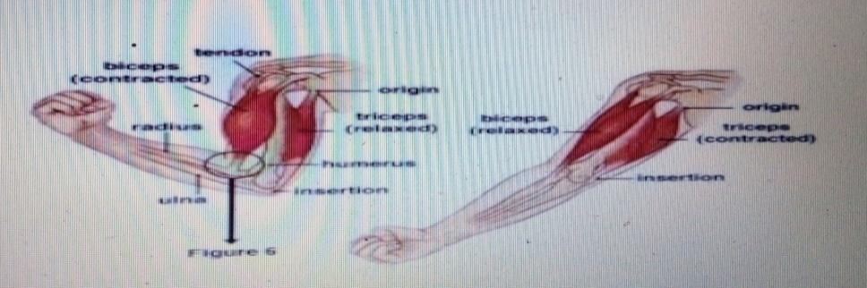 25 Adapun klasifikasi otot lengan terbagi menjadi dua yaitu : Otot Lengan Atas Otot lengan atas terdiri dari : 1. Otot-otot kentul (fleksor) a.