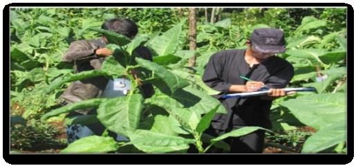 Outcome kegiatan adalah petani mampu dan mau menerapkan teknologi pengendalian OPT tembakau yang ramah lingkungan; menurunnya intensitas serangan OPT