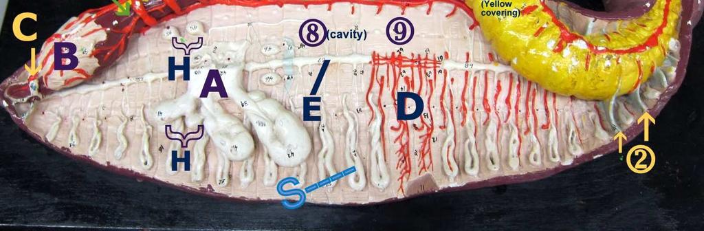 Nefridia ( tunggal nefridium ) merupaka organ ekskresi yang terdiri dari saluran.