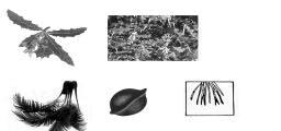 Brugueira gymnorrhiza (Makurung) Nipah (Bakau Palm) -