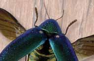 regius atau Megasoma elephas) Yang terpanjang: belalang ranting (Pharnacia serratipes) Rentang