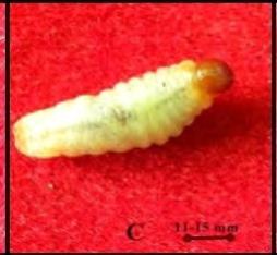 Olivier) Kumbang ini udah dikenal karena moncongnya yang panjang (snout), bentuk prothoraxnya agak pipih berukuran 16 mm, telur diletakkan pada pelepah pisang