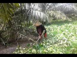 Gambar 2.1. Pemeliharaan Piringan kelapa sawit 2.3.2.Pemeliharaan Gawangan Gawangan adalah tempat atau bagian di antara titik tanam, gawangan digunakan sebagai jalan akses untuk pengangkutan buah dan juga perawatan tanaman.
