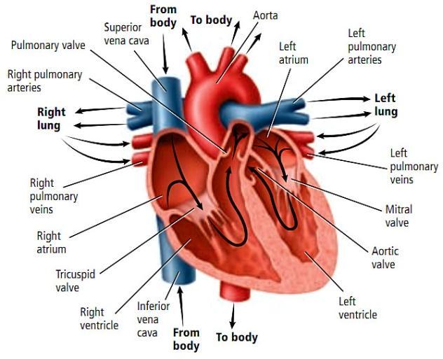 b. Ruangan jantung: terdiri atas 4 ruangan yaitu serambi (atrium) kanan dan kiri serta dua bilik (ventrikel) kanan dan kiri Pada bayi yang belum lahir, antara serambi kanan dan serambi kiri terdapat