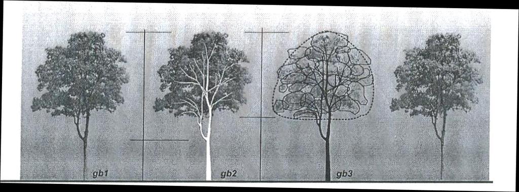 3.3. MATERI 3 GAMBAR POHON Menggambar pohon merupakan proses pemahaman dalam upaya menangkap esensi bentuk dasar secara keseluruhan dari suatu unit obyek gambar yang memiliki unsur yang sangat