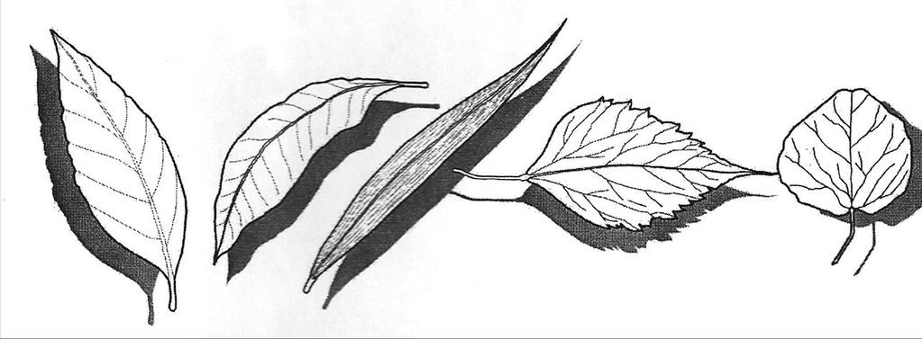 Contoh bentuk dan strutur dasar daun Bentuk dasar daun dengan sudut pandang dan arah geraknya.