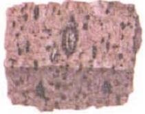 Tabel 2 Contoh Batuan Beku Intrusif (Shaffer, 1957) Nama Batuan Gambar Granit Gabro Pegmatite Syenite Setelah batuan beku intrusif terbentuk, sebagian magma yang masih