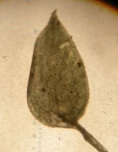 ciliaris), d) ovate lanceolate (S. rothertii). Daun median berbentuk sangat khas dengan bentuk ujung daun yang meruncing dan ukuran panjang daun yang sangat kecil, antara 0.5-3 mm.