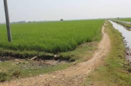 Sukajaya Barat kondisi padi belum malai Padi berumur 70 hari